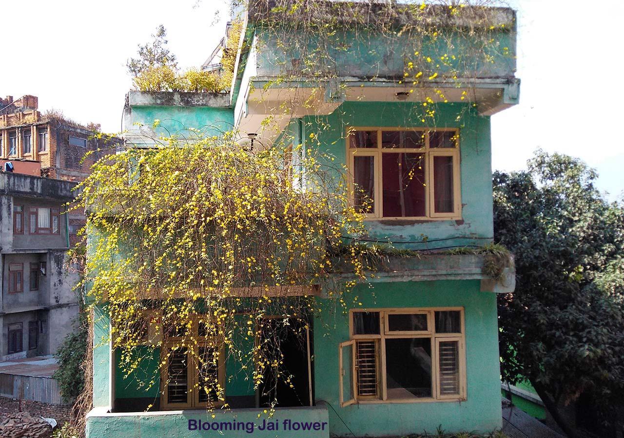Hotel Impala Garden Catmandu Exterior foto